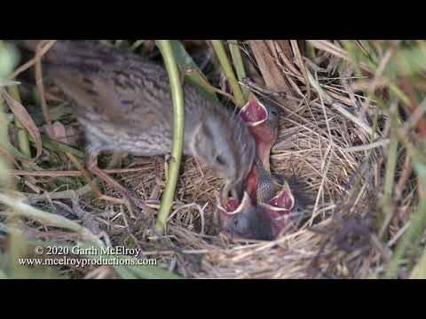 Lincoln's Sparrow with nestlings by Garth McElroy ©2020. Used with permission.